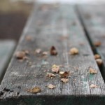 Picnic Table Close Up