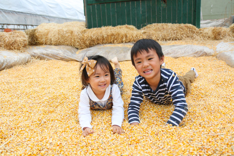 Toddler kids playing in corn