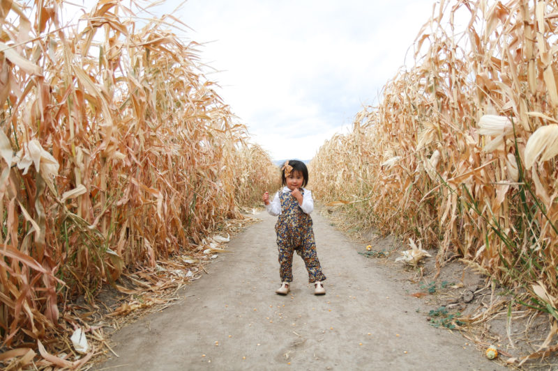 Toddler girl fashion in corn maze