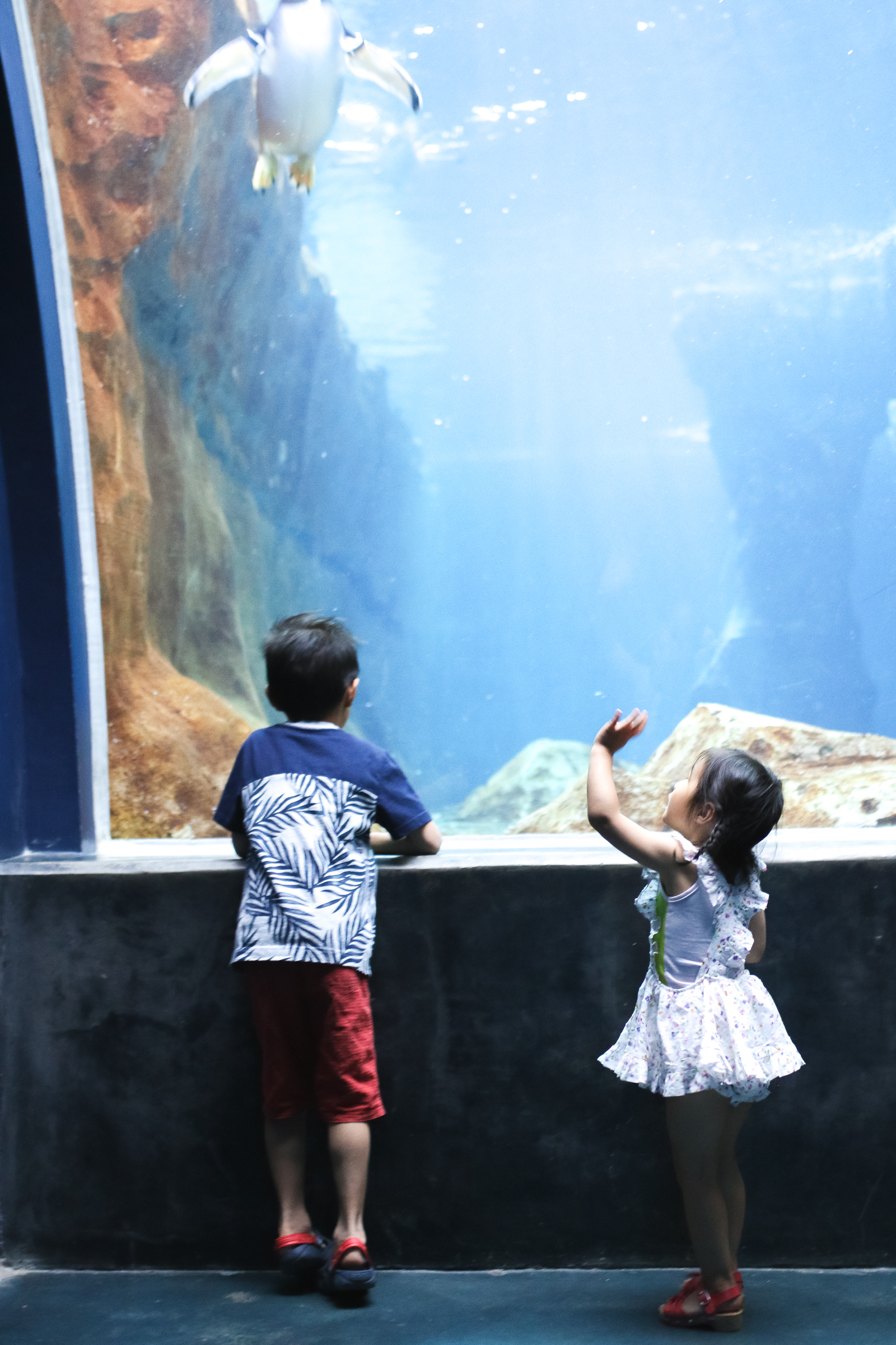 3 Tips to Visit the Loveland Living Planet Aquarium With Your Family by popular blogger Sandy A La Mode