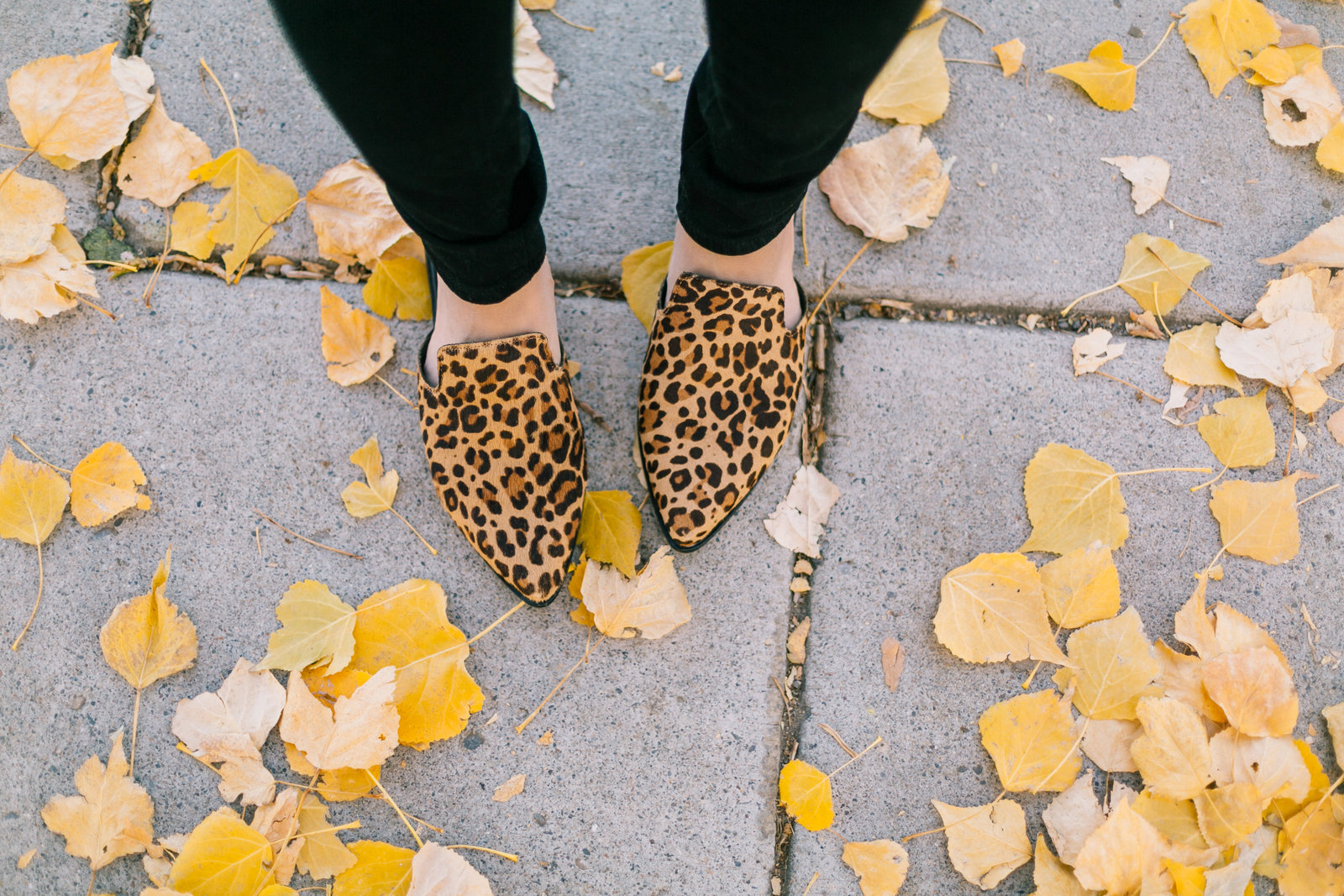 Pearl Embellished Sweater and Leopard Shoes by Utah fashion blogger Sandy A La Mode